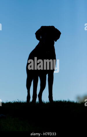 Eine Silhouette ein Deutscher Kurzhaariger Vorstehhund auf Wimbledon Common Stockfoto