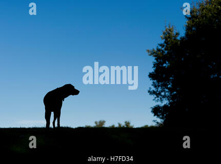 Eine Silhouette ein Deutscher Kurzhaariger Vorstehhund auf Wimbledon Common Stockfoto