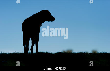 Eine Silhouette ein Deutscher Kurzhaariger Vorstehhund auf Wimbledon Common Stockfoto