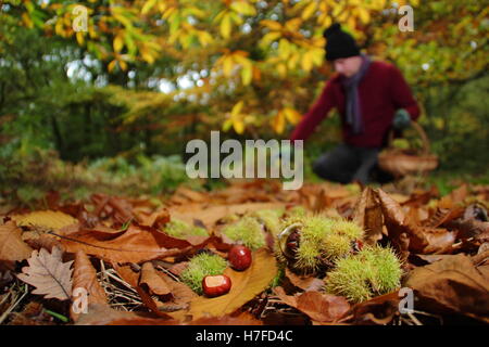 Frisch gefallenen Kastanien (Castanea sativa) vom Boden eines englischen Wald an einem strahlenden Herbsttag (Oktober), UK gesammelt Stockfoto