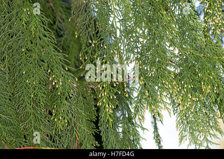 Nutka-Scheinzypresse, Nootka-Scheinzypresse, Alaska-Zeder, Alaskazeder, Xanthocyparis Nootkatensis, Chamaecyparis Nootkatensis Stockfoto