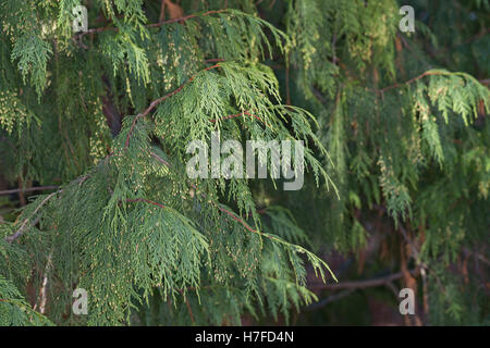 Nutka-Scheinzypresse, Nootka-Scheinzypresse, Alaska-Zeder, Alaskazeder, Xanthocyparis Nootkatensis, Chamaecyparis Nootkatensis Stockfoto