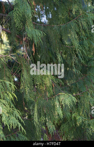 Nutka-Scheinzypresse, Nootka-Scheinzypresse, Alaska-Zeder, Alaskazeder, Xanthocyparis Nootkatensis, Chamaecyparis Nootkatensis Stockfoto