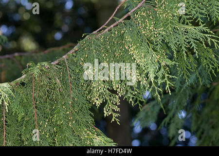 Nutka-Scheinzypresse, Nootka-Scheinzypresse, Alaska-Zeder, Alaskazeder, Xanthocyparis Nootkatensis, Chamaecyparis Nootkatensis Stockfoto