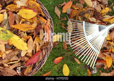 Sammeln Blätter im Herbst von einem Garten Rasen für die Kompostierung Blattform Mulch zu machen Stockfoto