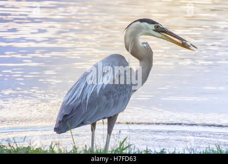 Ein Great Blue Heron hält einen Fisch im Schnabel am See im Park auf der Harlinsdale Farm in Franklin, Tennessee. Stockfoto