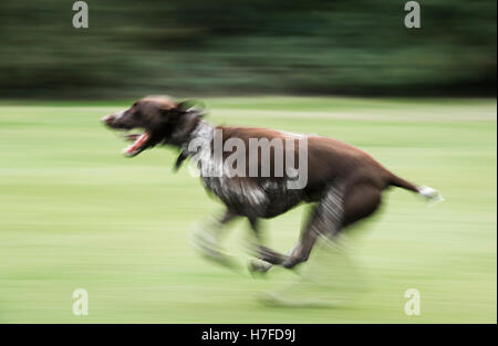 Ein Deutscher Kurzhaariger Vorstehhund auf Wimbledon Common Stockfoto