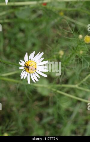 Gold Bug oder Insekt auf Blume in hoher Auflösung verfügbar und verschiedenen Größen entsprechend die Anforderungen Ihres Projekts Stockfoto