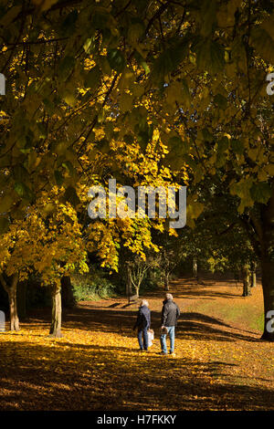 Großbritannien, England, Cheshire, Sandbach, Volkspark, paar herbstliche Bäume in der Sonne zu betrachten Stockfoto