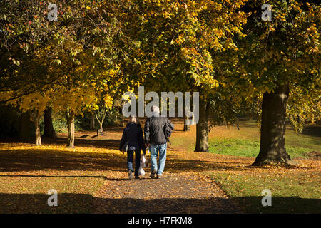 Großbritannien, England, Cheshire, Sandbach, Volkspark, paar herbstliche Bäume in der Sonne zu betrachten Stockfoto