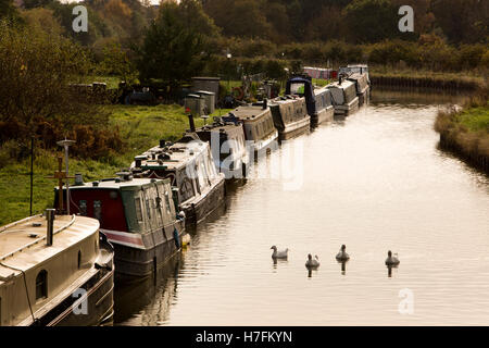 Großbritannien, England, Cheshire, Sandbach, Moston, Trent und Mersey Kanal, Herbst, Narrowboats vor Anker am Leinpfad Stockfoto