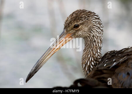 Limpkin Aramus Guarauna Nahaufnahme von Kopf, Hals und Rechnung Stockfoto