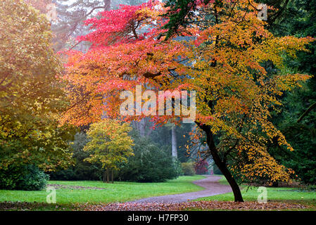 Herbst-farbigen Blätter Stockfoto