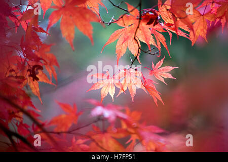 Herbst-farbigen rot Acer Blätter Stockfoto