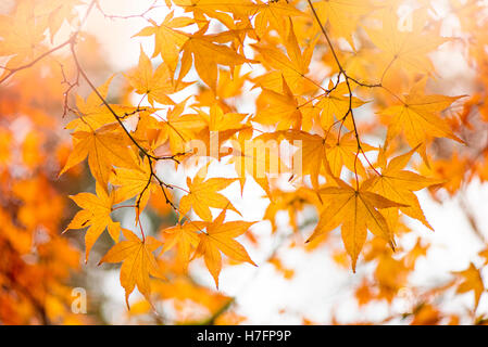 Herbst-farbigen Golden Acer Blätter Stockfoto
