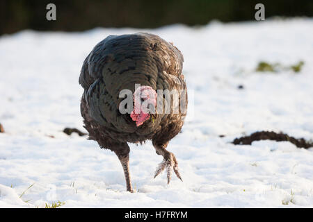 Bronze puten freie Strecke im Winter schnee Stockfoto