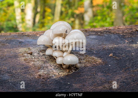 Pilze, Champignons sind an einem toten Baumstamm, die Pilze haben einen sehr nassen Blick scheinen sehr schleimig. Stockfoto