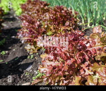 Rote Blatt Kopfsalat Anbau in Reihen. Stockfoto