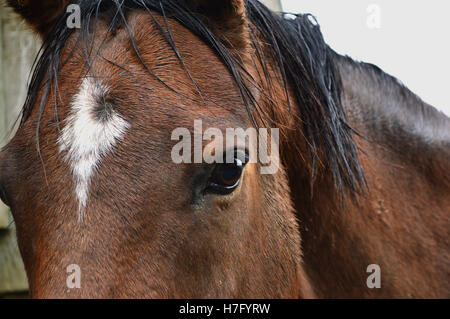 Nahaufnahme von Pferden Gesicht, Augen und Wimpern, braun, Bucht Stockfoto