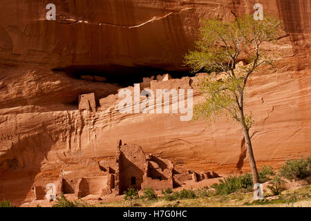 White House Canyon Ruinen die alten Anasazi-Indianer, die diese Schluchten bewohnt.  Zeigt Ruinen in der Seite der Klippen gebaut Stockfoto