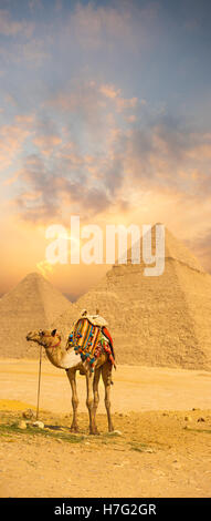 Brillanter Sonnenuntergang hinter dem Kamel mit bunten Sattel vor den ägyptischen Pyramiden von Gizeh in Kairo, Ägypten.  Textfreiraum Stockfoto