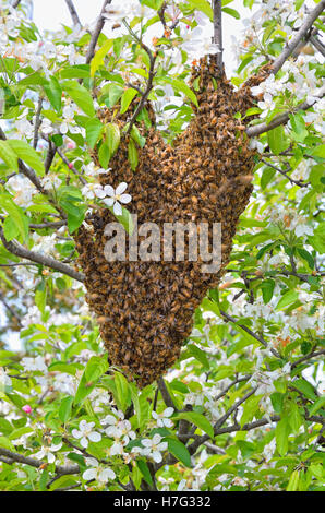 Schwarm von Bienen über den Baum in der Landschaft Stockfoto