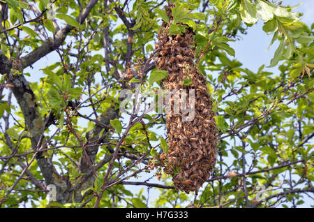 Schwarm von Bienen über den Baum in der Landschaft Stockfoto