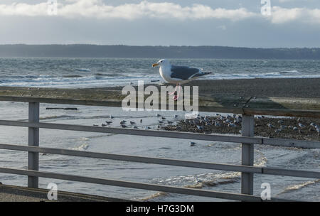 Eine Nahaufnahme Schuss einer Möwe thront auf einem Pier Geländer in Des Moines, Washington. Stockfoto