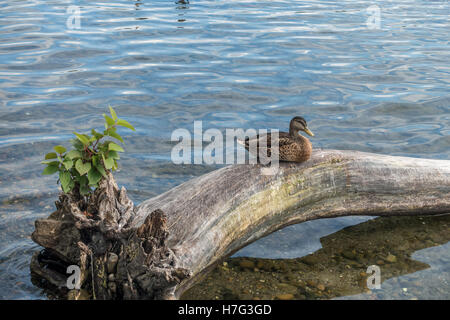 Eine Ente sitzt auf einem abgestorbenen Baum in Seward Park in Seattle, Washington. Stockfoto