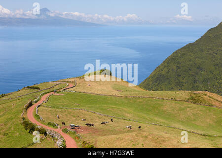 Grasende Kühe auf dem Lande. Insel Sao Jorge. Azoren. Portugal. Horizontale Stockfoto