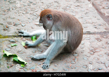 Affenwald Ubud Bali Indonesien Stockfoto