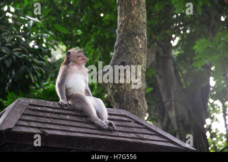 Affenwald Ubud Bali Indonesien Stockfoto