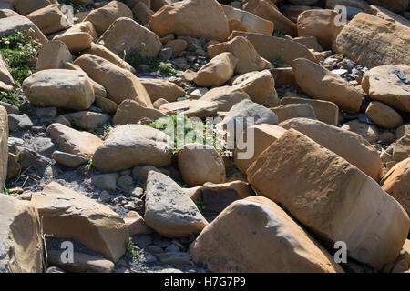 Platten aus dem gelben Leiste Dolomit Bett, Henne Klippe, Kimmeridge Bay, Dorset Stockfoto