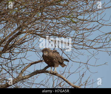 Brown Snake Adler thront in einem Baum in Tarangire National Park, Tansania Stockfoto