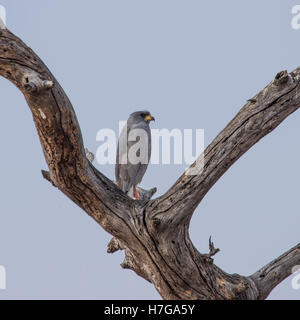 Östlichen blass Chanting Goshawk thront in der Gabel eines Toten Baumes Stockfoto