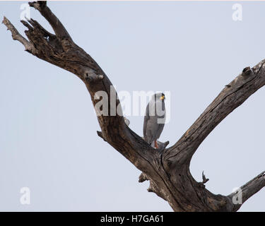 Östlichen blass Chanting Goshawk thront in der Gabel eines Toten Baumes Stockfoto