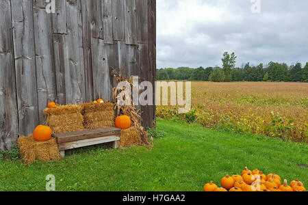 Orange Herbst Kürbis auf Heuballen mit Scheune und Holzbank Stockfoto