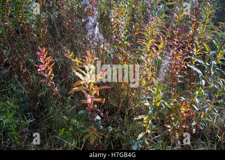 Schottische Wilde Wiese Blume Hintergrund Gräser und Unkraut Stockfoto