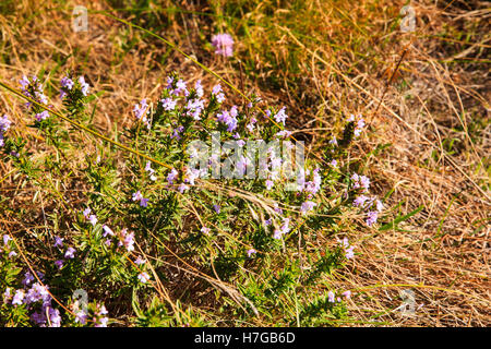 Blick auf die Satureja Subspicata Subspecies Liburnica, aromatische Pflanze Stockfoto