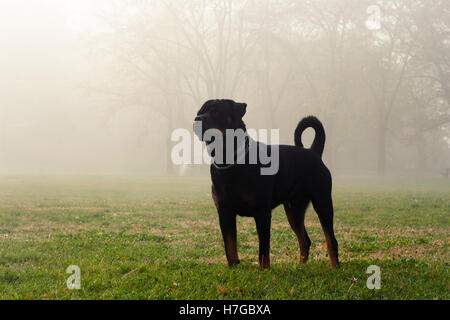 Hund steht auf Rasen in einem Park an einem kalten, nebligen Morgen Stockfoto