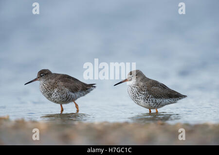 Rotschenkel / Rotschenkel (Tringa Totanus), Paare in Zucht Gefieder, stehend, ruht im flachen Wasser im Wattenmeer, Deutschland Stockfoto