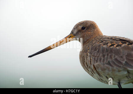 Uferschnepfe (Limosa Limosa) in der Zucht, Kleid, Nahaufnahme, Kopfschuss, detailliertes Portrait gefährdet Wader Vogel. Stockfoto