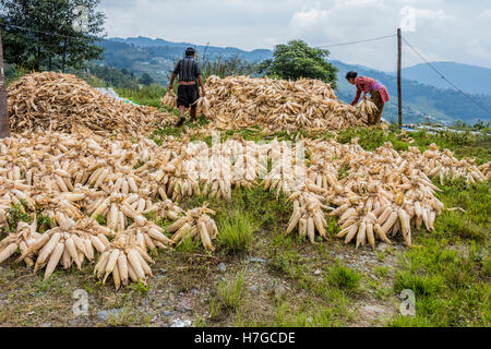 Landwirte sammeln Mais zu eingesackt und ausgetrocknet, in Umgebung von Dhulikhel, Nepal Stockfoto