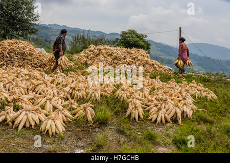 Landwirte sammeln Mais zu eingesackt und ausgetrocknet, in Umgebung von Dhulikhel, Nepal Stockfoto