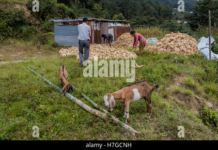 Landwirte sammeln Mais zu eingesackt und ausgetrocknet, in Umgebung von Dhulikhel, Nepal Stockfoto