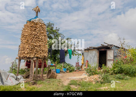 Mais wird im Bereich des Dhulikhel, Nepal ausgetrocknet Stockfoto