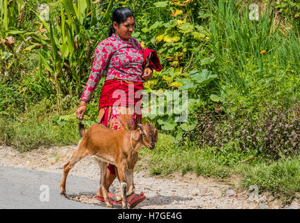 Nepalesische Frauen, die Ziege für einen Spaziergang in der Gegend von dhulikhel Nepal, Stockfoto