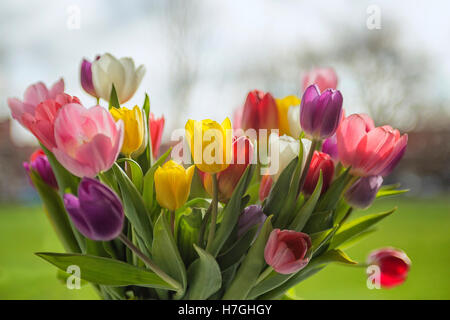 Strauß Bunte Tulpen in einer vase Stockfoto