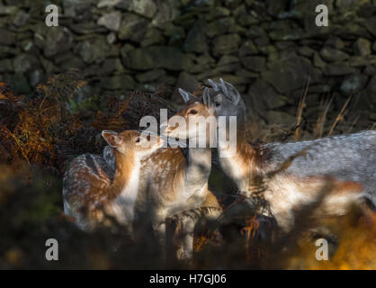 Weiblich wird Damwild mit ihren jungen Kälber. Stockfoto