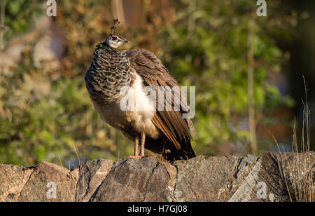 Weibliche indische Pfau oder Pfauen stehend auf einer Steinmauer. Stockfoto